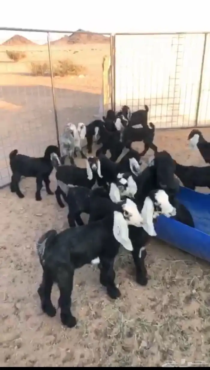 دواغير للبيع العدد 22 تيوس وجفار 0