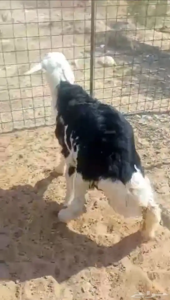 طلي نجدي للبيع 0