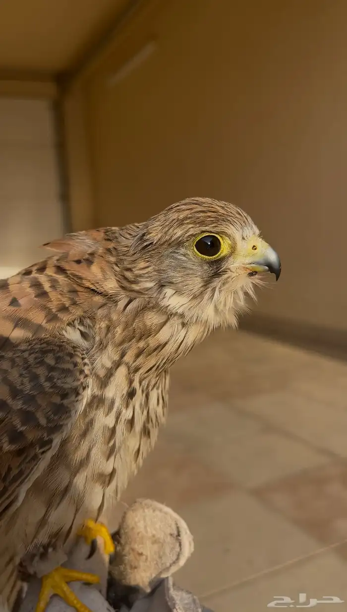 باشق للبيع 0