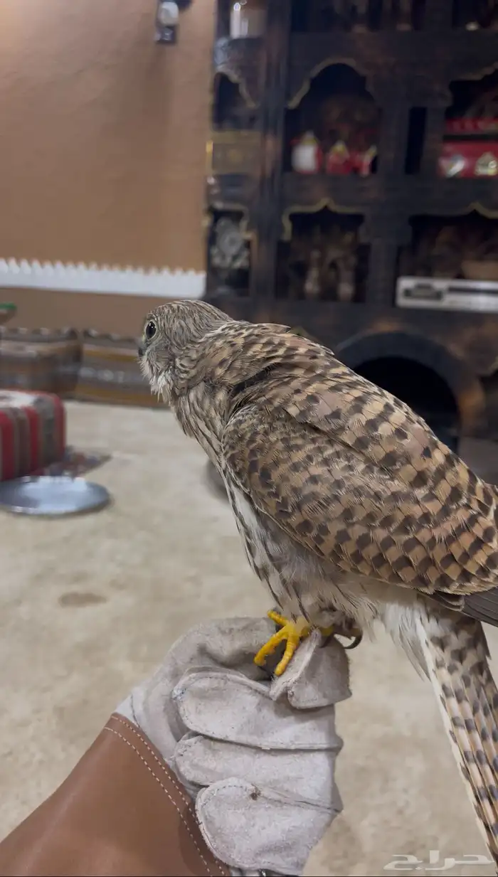 باشق للبيع 2