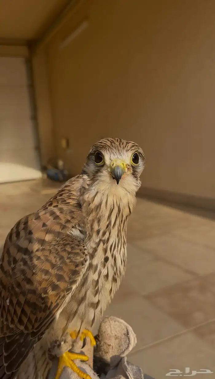 باشق للبيع 1