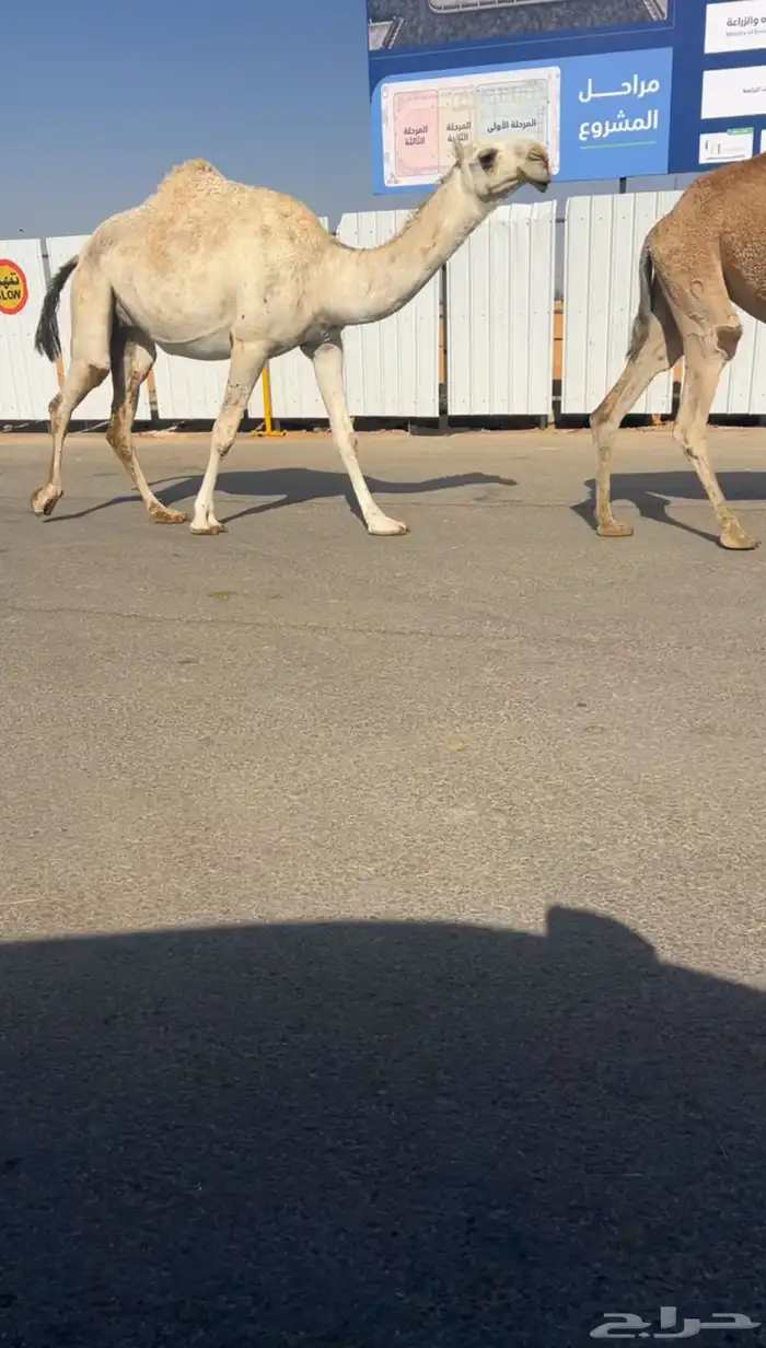 للبيع القحه البكر الوضحى 0