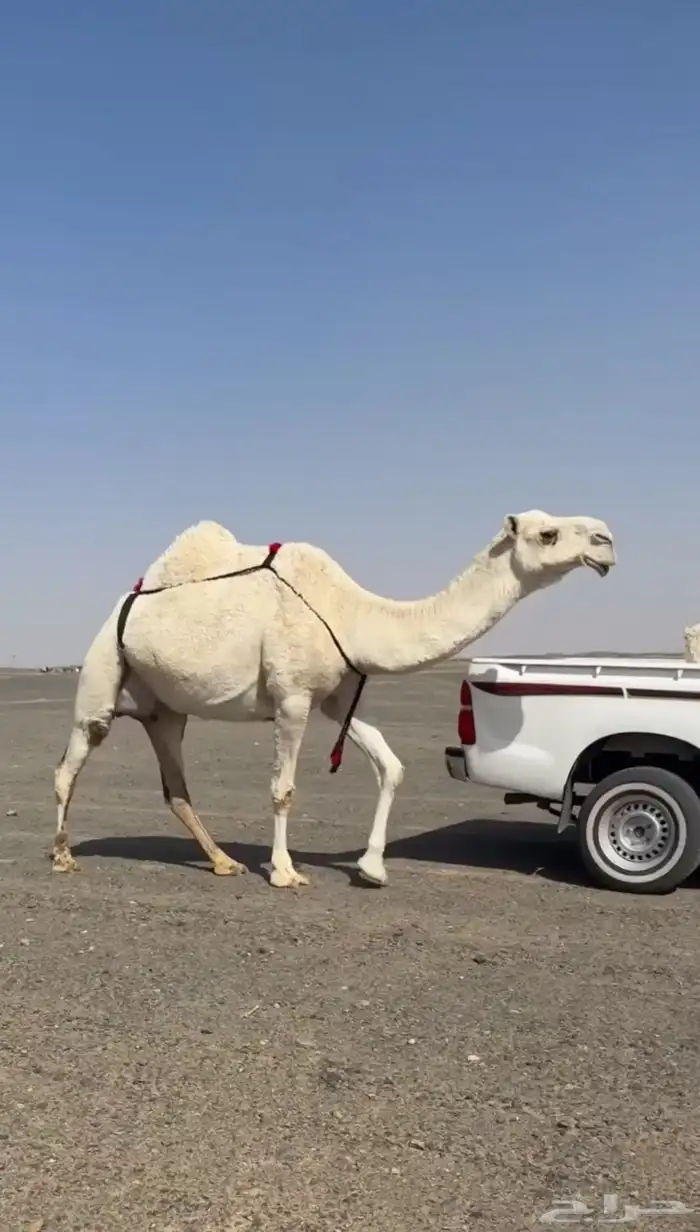 وضحى كفو فوق البداوه تحتها بكره 0