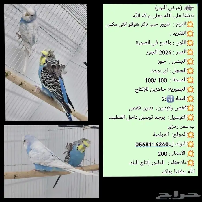 متوفر جوز طيور حب هوقو جوز طيور حب ذكر هوقو و انثى مكس 1