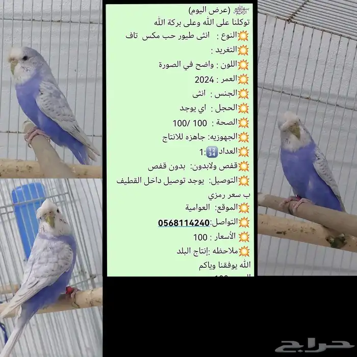 متوفر جوز طيور حب هوقو جوز طيور حب ذكر هوقو و انثى مكس 0