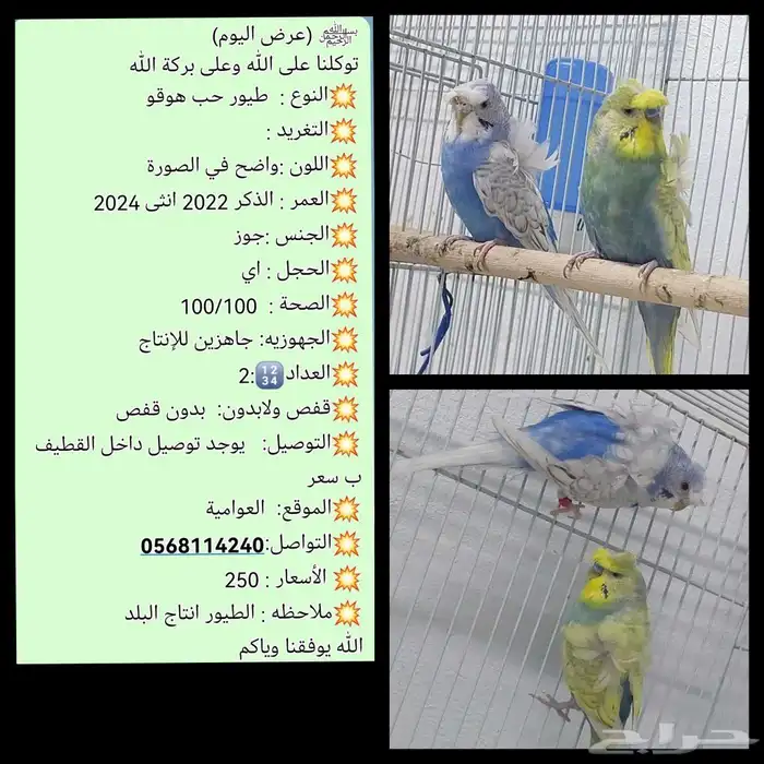 متوفر جوز طيور حب هوقو جوز طيور حب ذكر هوقو و انثى مكس 2