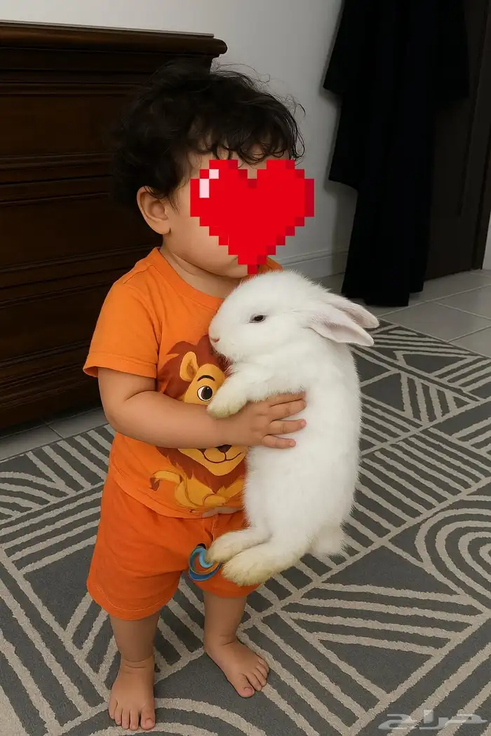 أرنب فرنساوى للتبينى 2