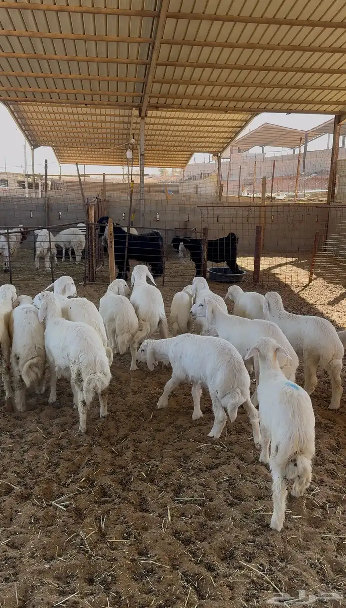 ذبائح للبيع 3