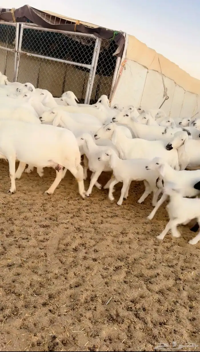 ضان صنف الصنف 4