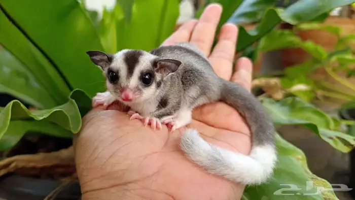 أريد suga glider ( سنجاب طائر ) للتبني 1