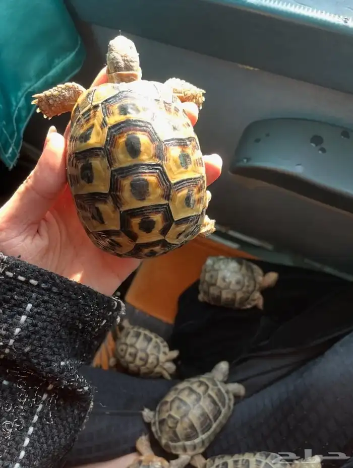 للبيع سلاحف بريه سورية مستوردة 3