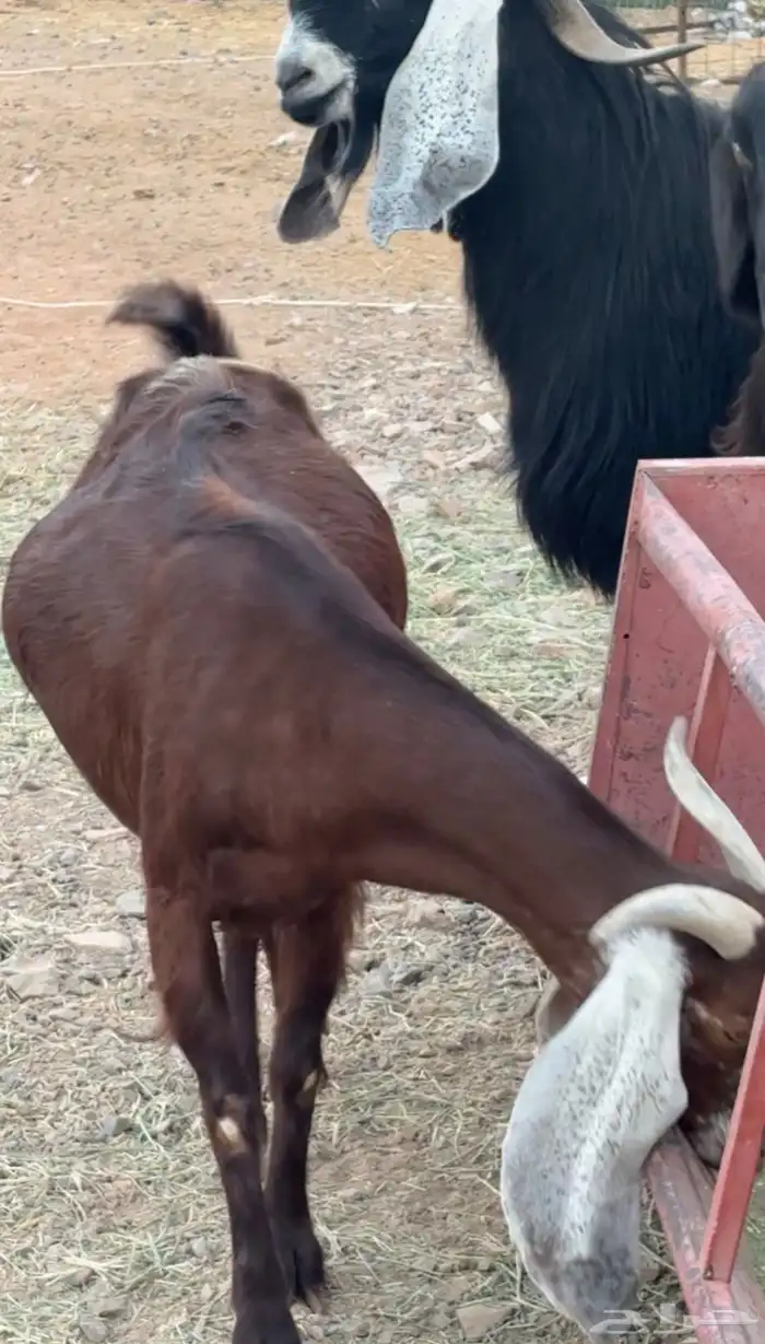 جفار ومعزا مصريات هجين شامي بفحولها مراح 41