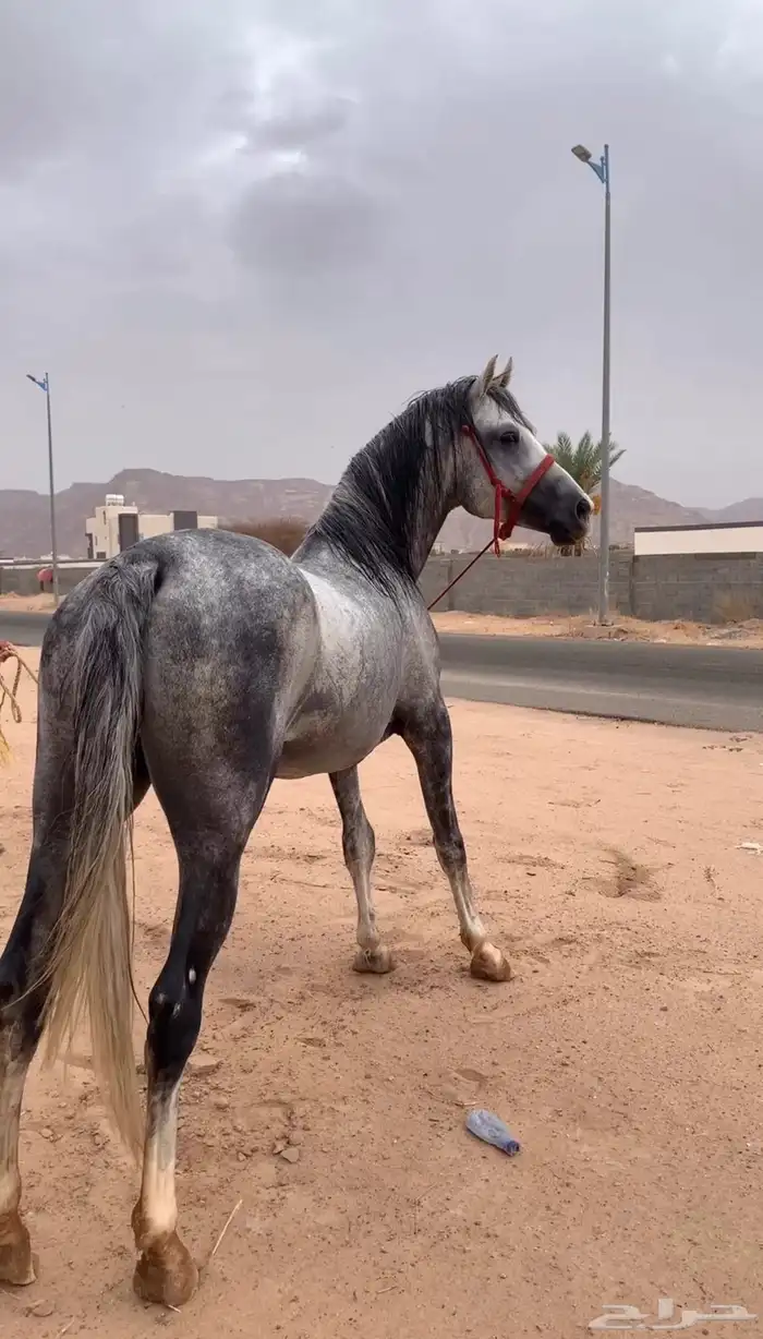 بسم الله اول ما نبدا به حصان جزيزي العمر 5 الطول 7بلكات 0