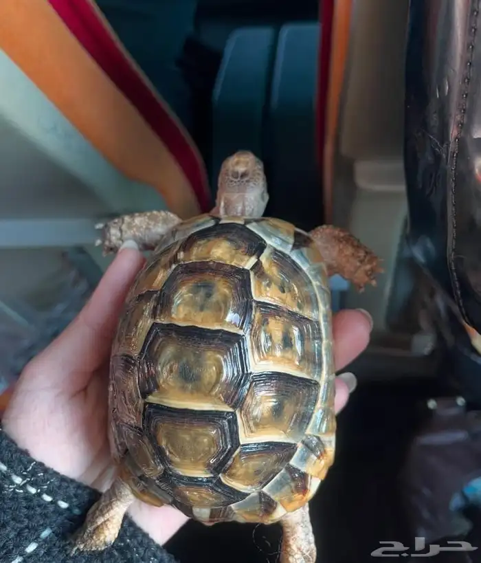 للبيع سلاحف بريه سورية مستوردة 12