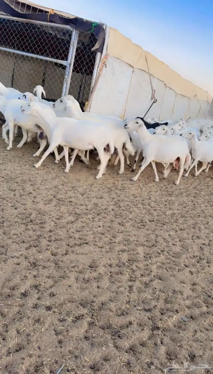 ضان صنف الصنف 0