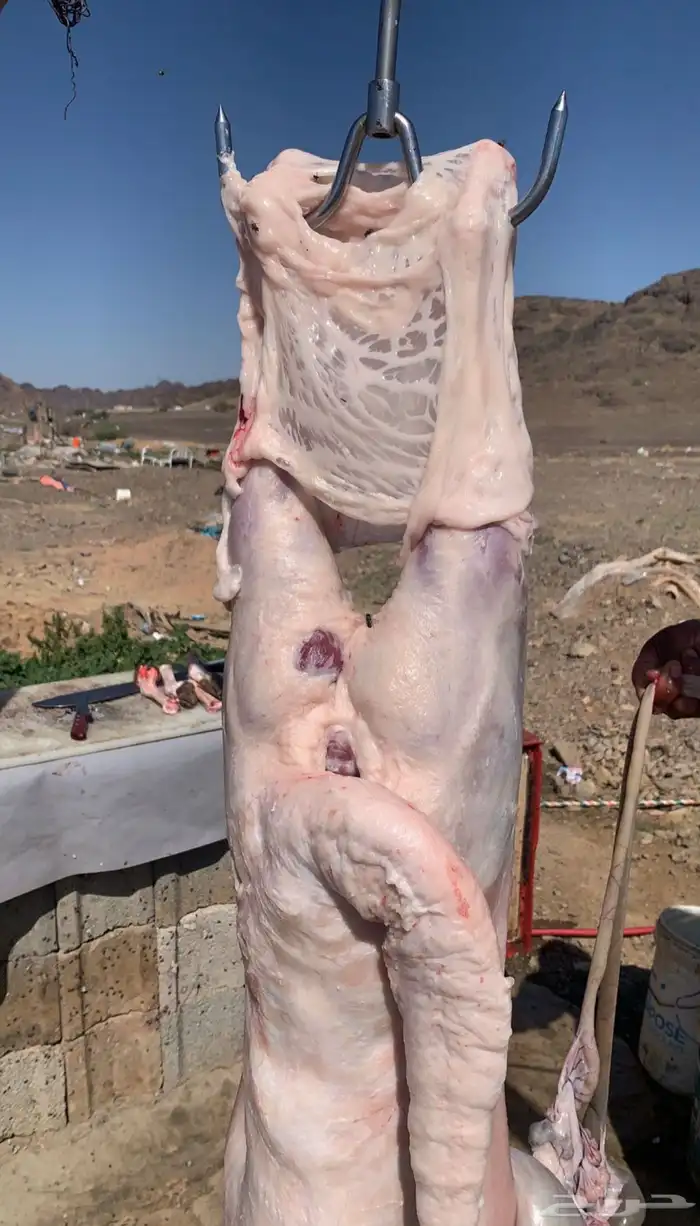 سواكن فل الفل شحم 10