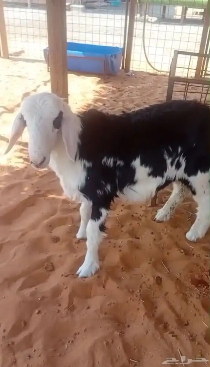 طلي نجدي للبيع 2