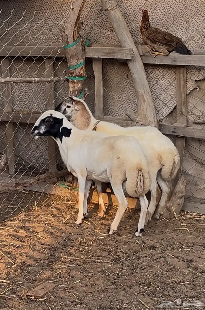 2 كباشه للبيع 1