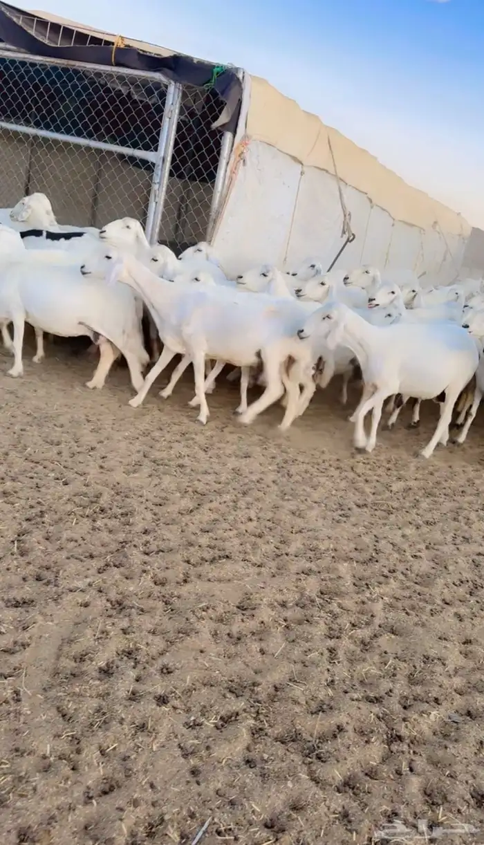 ضان صنف الصنف 2