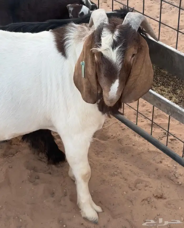 تيس بورقت اصل 0