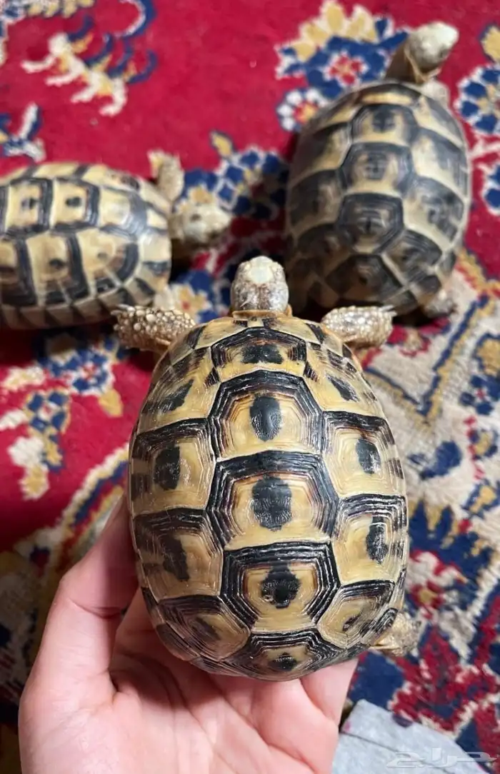 للبيع سلاحف بريه سورية مستوردة 0