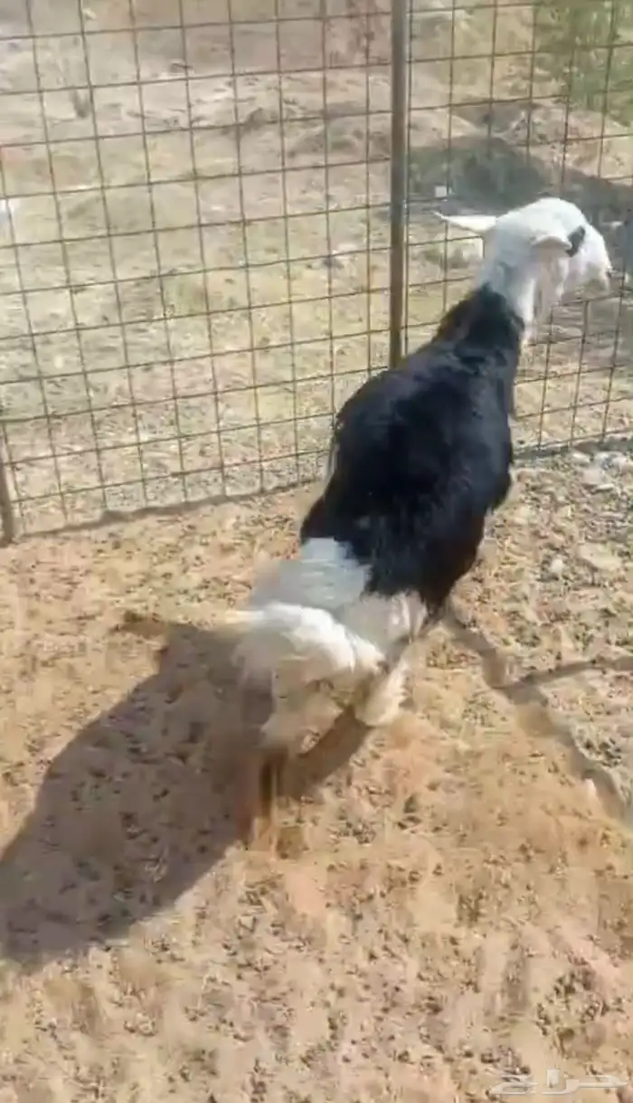 طلي نجدي للبيع 1