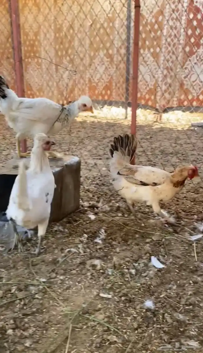 دجاج وديكه 2