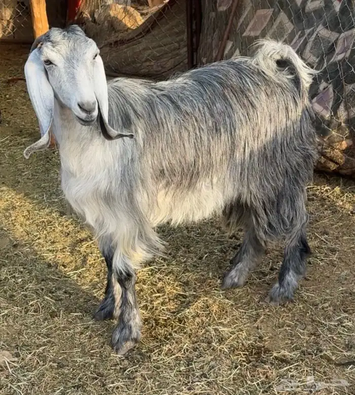 جفار ومعزا مصريات هجين شامي بفحولها مراح 48