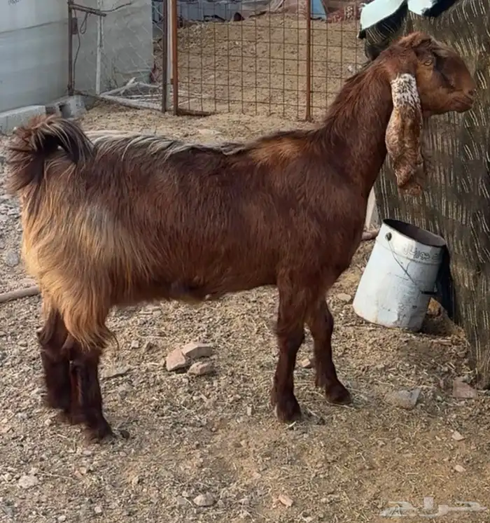 جفار ومعزا مصريات هجين شامي بفحولها مراح 23