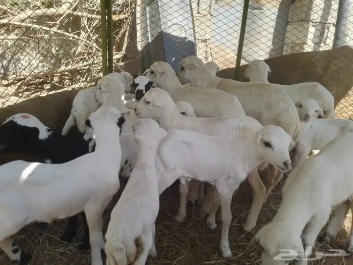 ضان رفيديات متومات مقاني فاخره مراح 7