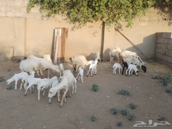 ضان رفيديات متومات مقاني فاخره مراح 17