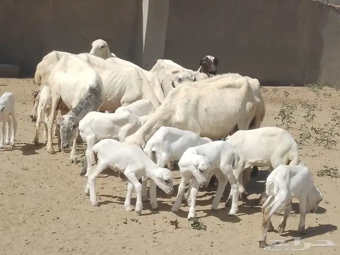ضان رفيديات متومات مقاني فاخره مراح 1
