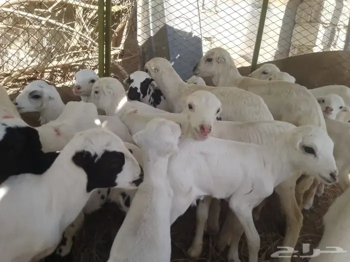 ضان رفيديات متومات مقاني فاخره مراح 6