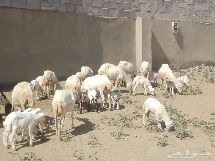 ضان رفيديات متومات مقاني فاخره مراح 12