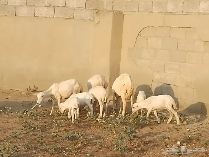 ضان رفيديات متومات مقاني فاخره مراح 15