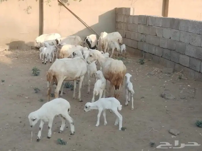 ضان رفيديات متومات مقاني فاخره مراح 16