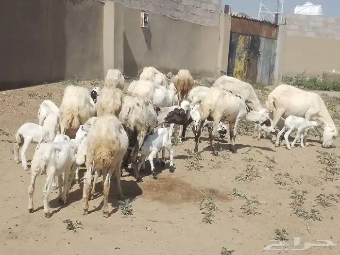 ضان رفيديات متومات مقاني فاخره مراح 4