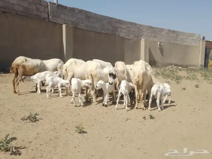 ضان رفيديات متومات مقاني فاخره مراح 2