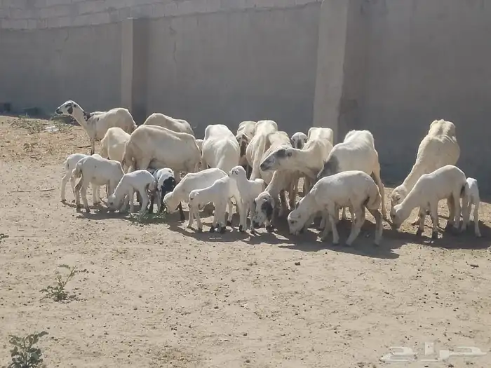 ضان رفيديات متومات مقاني فاخره مراح 19