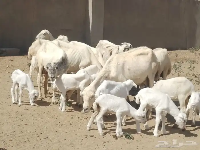 ضان رفيديات متومات مقاني فاخره مراح 0