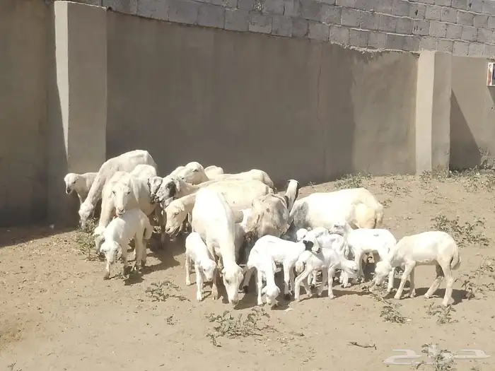 ضان رفيديات متومات مقاني فاخره مراح 10