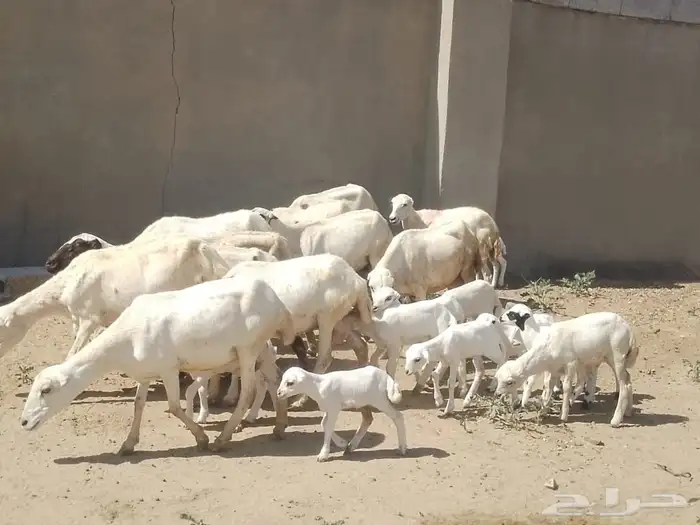 ضان رفيديات متومات مقاني فاخره مراح 8