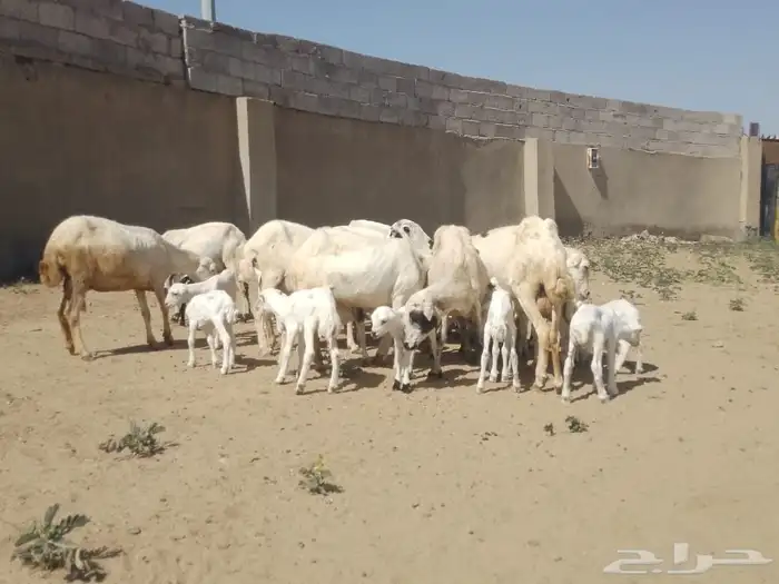 ضان رفيديات متومات مقاني فاخره مراح 3