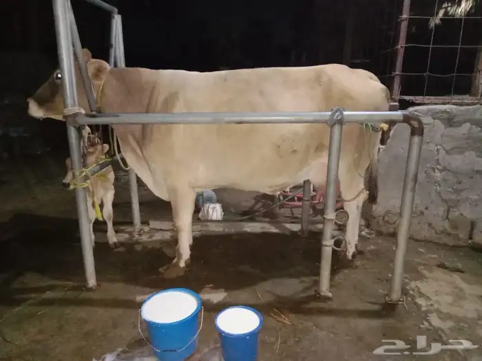 بقرة المانية 2