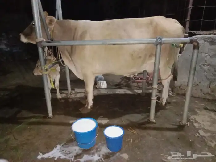 بقرة المانية 0