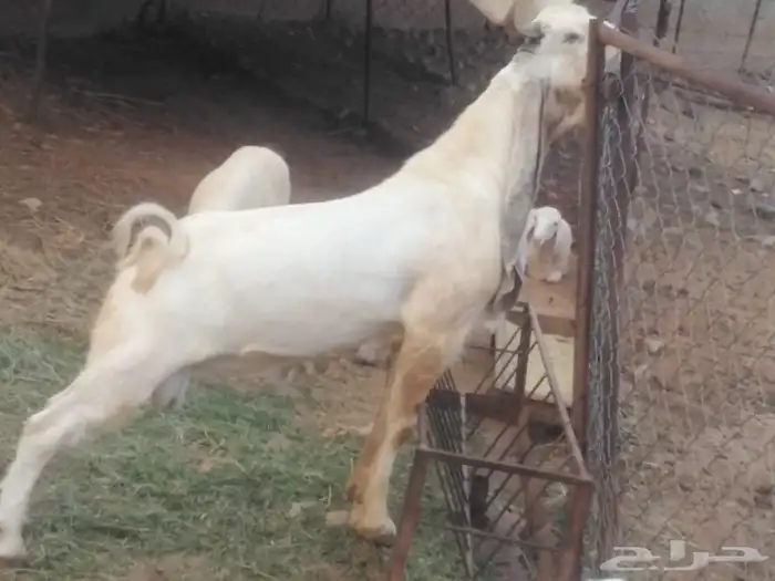 تيس هولندي 0