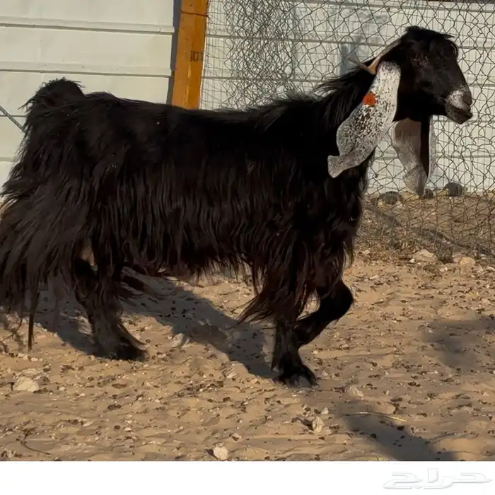 عنز عارضيه فاخره 3