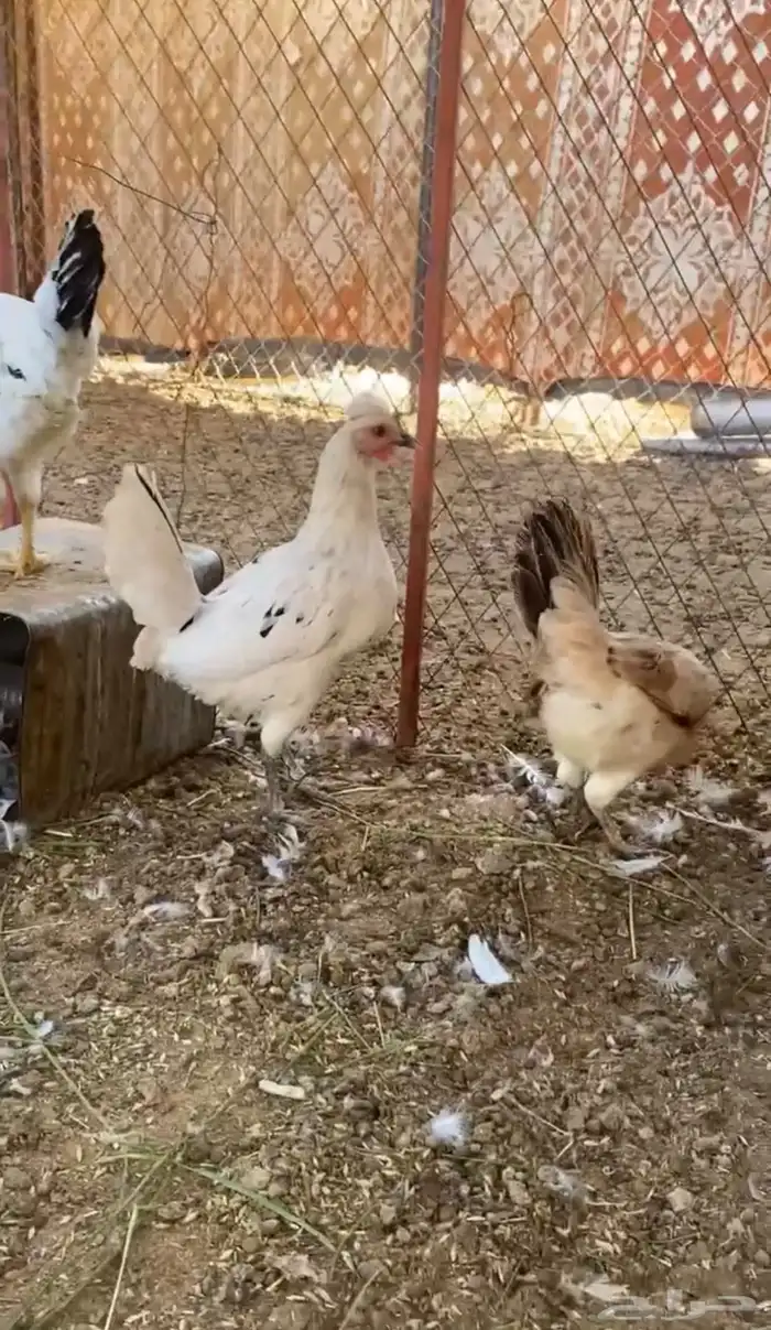 دجاج وديكه 4