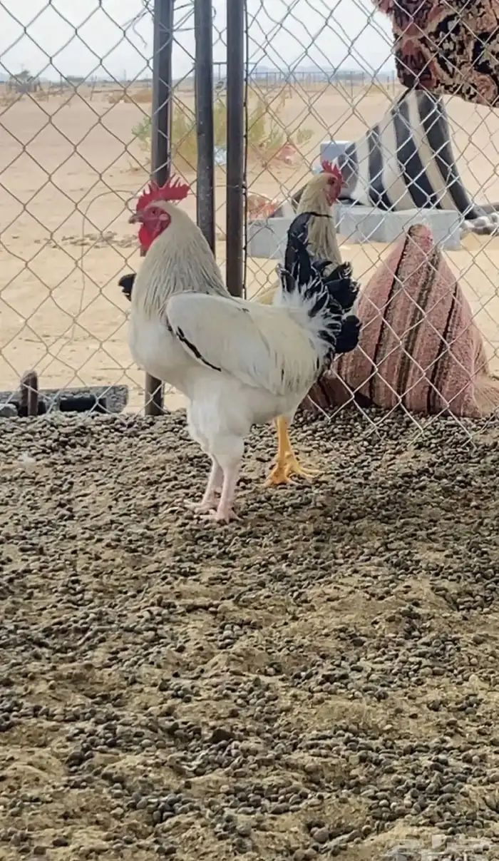 دجاج وديكه 0