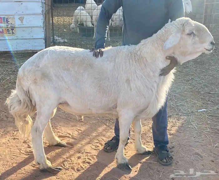 فحل حري مشروط 0